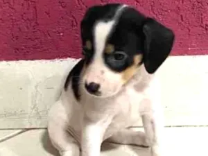 Cachorro raça vira lata idade Abaixo de 2 meses nome NAO TEM NOME