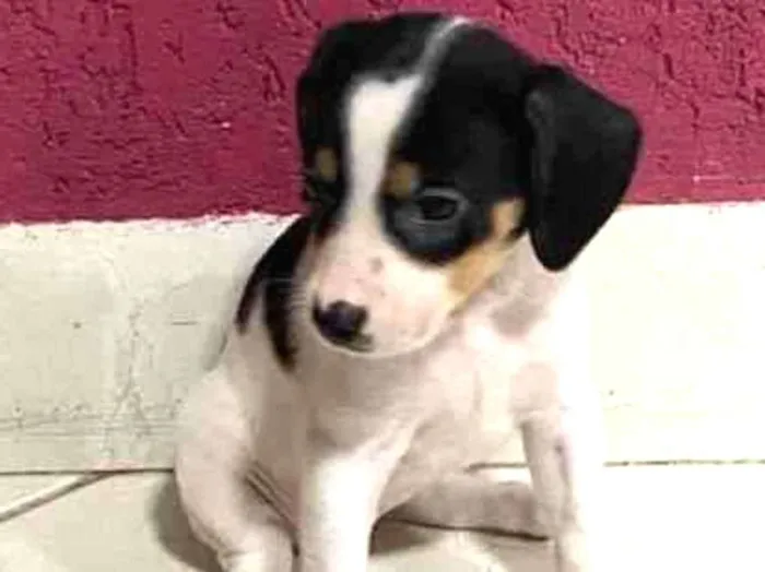 Cachorro ra a vira lata idade Abaixo de 2 meses nome NAO TEM NOME