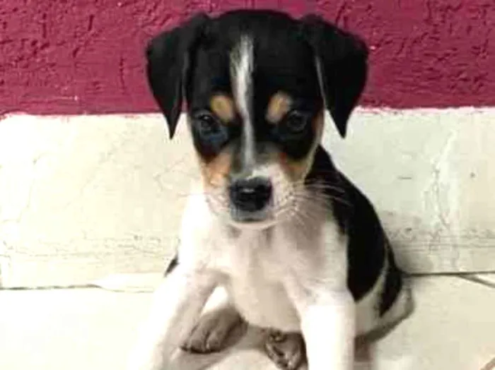 Cachorro ra a vira lata idade Abaixo de 2 meses nome NAO TEM NOME