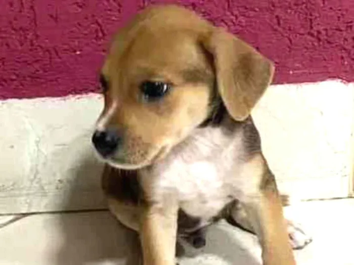 Cachorro ra a vira lata idade Abaixo de 2 meses nome NAO TEM NOME