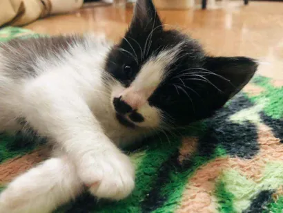 Gato raça Vira lata idade Abaixo de 2 meses nome Wesley