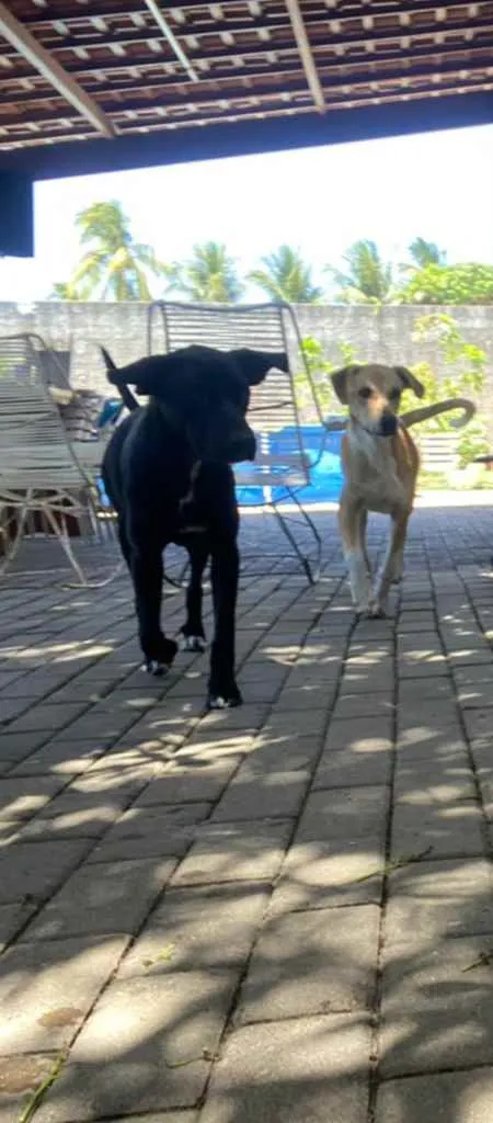 Cachorro ra a Vira lata  idade 1 ano nome Thor e zuluh