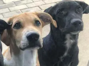 Cachorro raça Vira lata  idade 1 ano nome Thor e zuluh