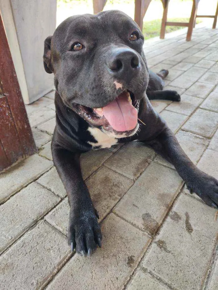 Cachorro ra a American Bully idade 1 ano nome Khaos