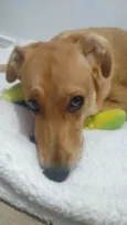 Cachorro raça Vira lata idade 7 a 11 meses nome Mel