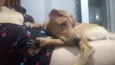 Cachorro raça Vira lata idade 7 a 11 meses nome Mel