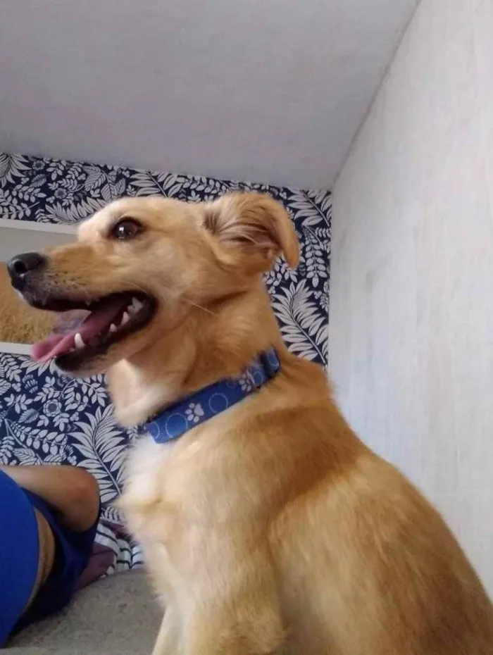 Cachorro ra a SRD idade 6 ou mais anos nome Tobinho
