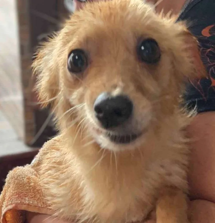 Cachorro ra a SRD idade 6 ou mais anos nome Tobinho