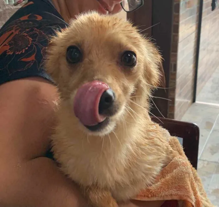 Cachorro ra a SRD idade 6 ou mais anos nome Tobinho