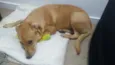 Cachorro raça Vira lata idade 7 a 11 meses nome Mel