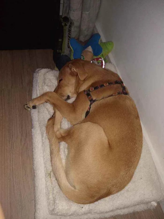 Cachorro raça Vira lata idade 7 a 11 meses nome Mel