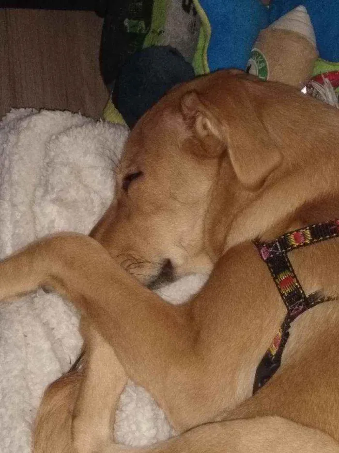 Cachorro raça Vira lata idade 7 a 11 meses nome Mel