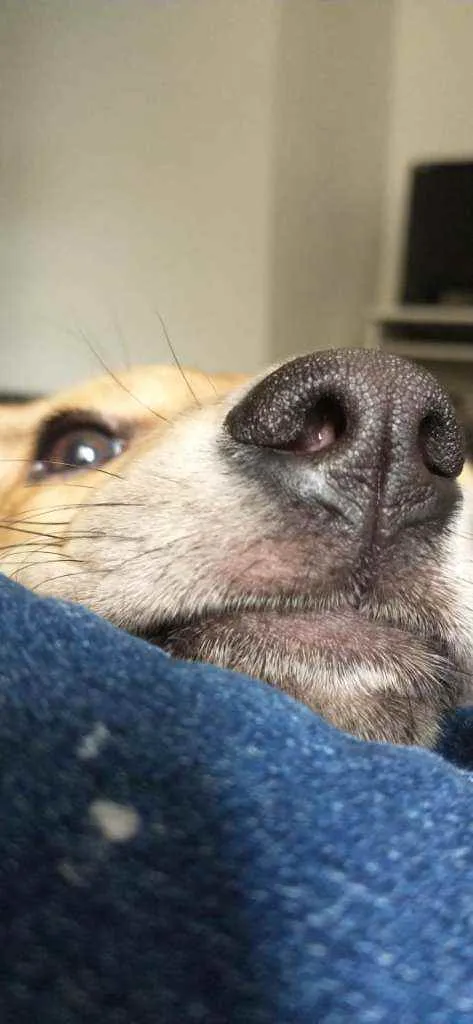 Cachorro raça Vira lata idade 7 a 11 meses nome Mel