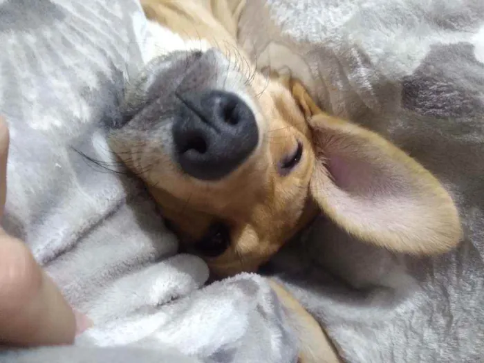 Cachorro raça Vira lata idade 7 a 11 meses nome Mel