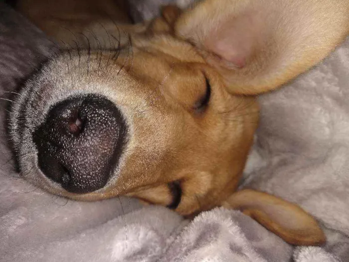 Cachorro raça Vira lata idade 7 a 11 meses nome Mel