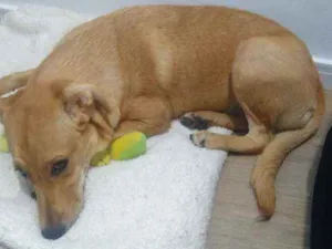 Cachorro raça Vira lata idade 7 a 11 meses nome Mel