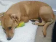 Cachorro raça Vira lata idade 7 a 11 meses nome Mel