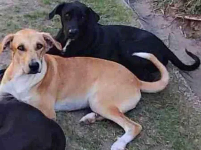 Cachorro ra a Vira lata  idade 1 ano nome Thor e zuluh