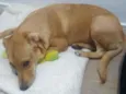 Cachorro raça Vira lata idade 7 a 11 meses nome Mel