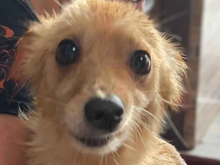 Cachorro ra a SRD idade 6 ou mais anos nome Tobinho
