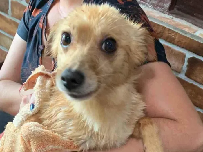 Cachorro ra a SRD idade 6 ou mais anos nome Tobinho