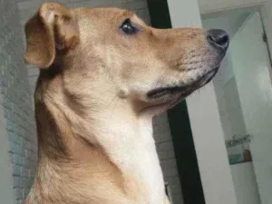 Cachorro raça Vira lata idade 7 a 11 meses nome Mel