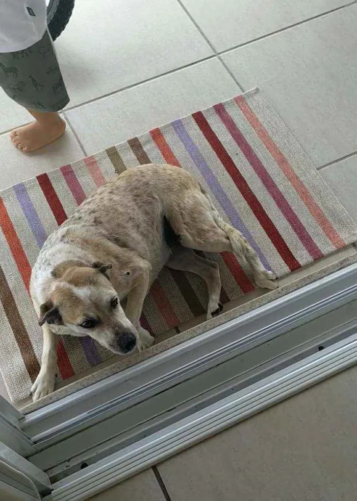 Cachorro ra a Vira lata idade 6 ou mais anos nome Pequena 