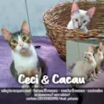 Ceci & Cacau