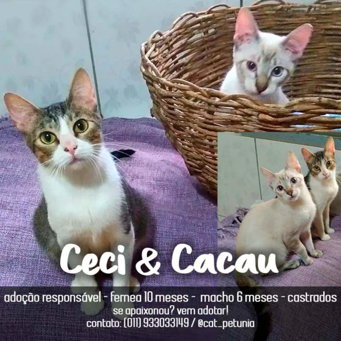 Gato ra a SRD - SEM RAÇA DEFINIDA idade 7 a 11 meses nome Ceci & Cacau