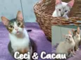 Ceci & Cacau