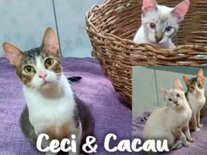 Gato raça SRD - SEM RAÇA DEFINIDA idade 7 a 11 meses nome Ceci & Cacau