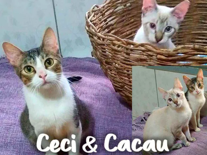 Gato ra a SRD - SEM RAÇA DEFINIDA idade 7 a 11 meses nome Ceci & Cacau