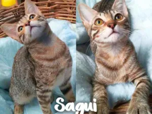 Gato raça SRD - SEM RAÇA DEFINIDA idade 2 a 6 meses nome Sagui