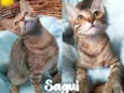 Gato raça SRD - SEM RAÇA DEFINIDA idade 2 a 6 meses nome Sagui
