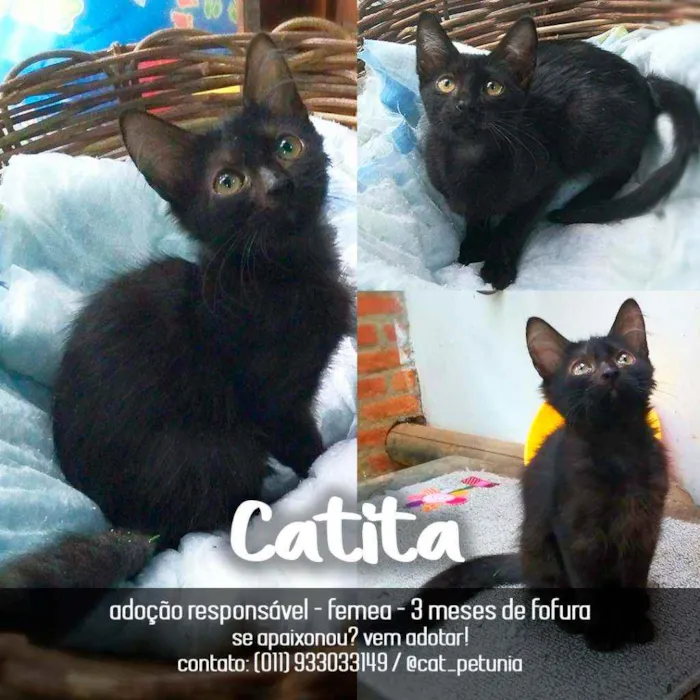 Gato ra a SRD - SEM RAÇA DEFINIDA idade 2 a 6 meses nome Catita