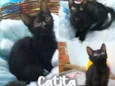 Catita