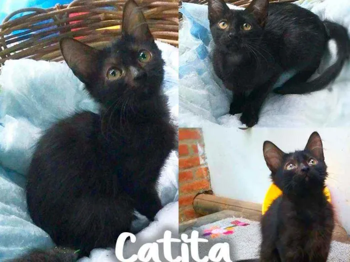 Gato ra a SRD - SEM RAÇA DEFINIDA idade 2 a 6 meses nome Catita