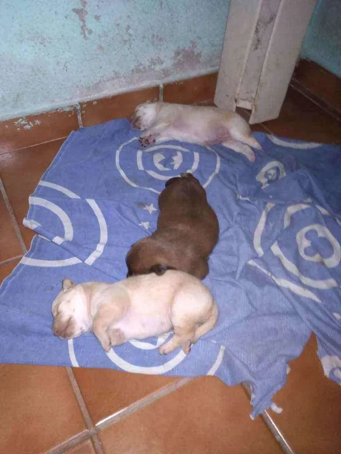 Cachorro ra a Mista idade Abaixo de 2 meses nome Sem nome ainda