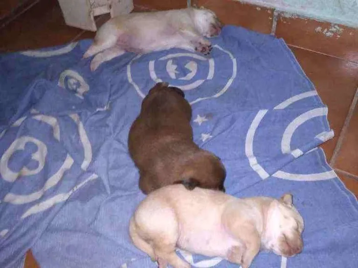 Cachorro ra a Mista idade Abaixo de 2 meses nome Sem nome ainda