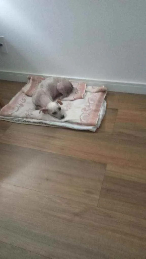Cachorro ra a SRD idade 5 anos nome Pituca