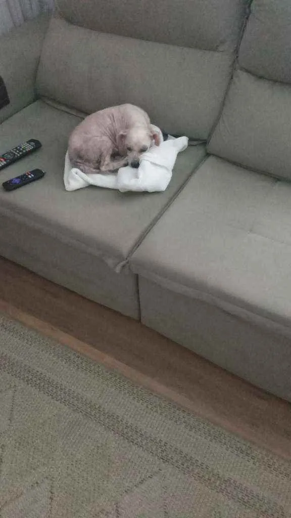 Cachorro ra a SRD idade 5 anos nome Pituca