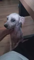 Pituca