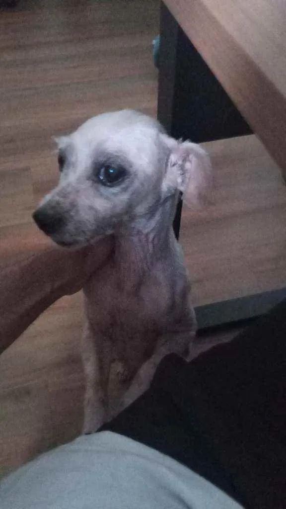 Cachorro ra a SRD idade 5 anos nome Pituca