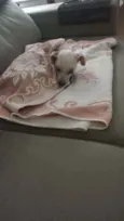 Pituca