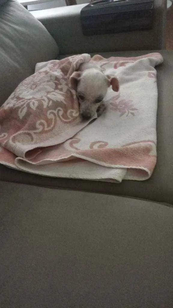 Cachorro ra a SRD idade 5 anos nome Pituca
