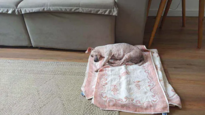 Cachorro ra a SRD idade 5 anos nome Pituca