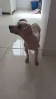 Pituca