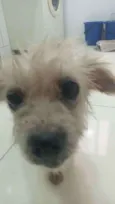 Pituca