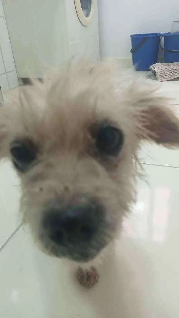 Cachorro ra a SRD idade 5 anos nome Pituca