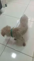 Pituca